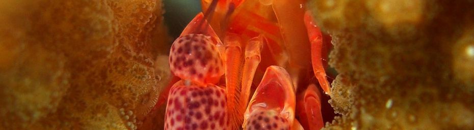 Crevette masquée Alpheus lottini dans un corail Poecillopora