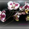 mes phalaenopsis ...actuellement en fleurs