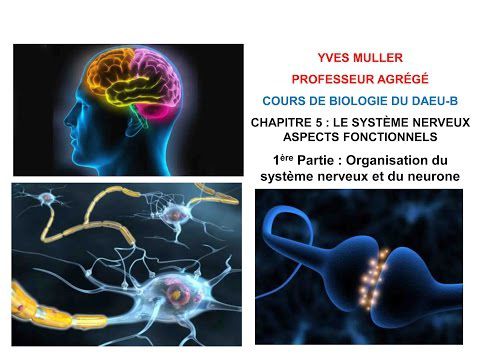 Chapitre 5 - 1ère Partie : Organisation du système nerveux et du neurone -