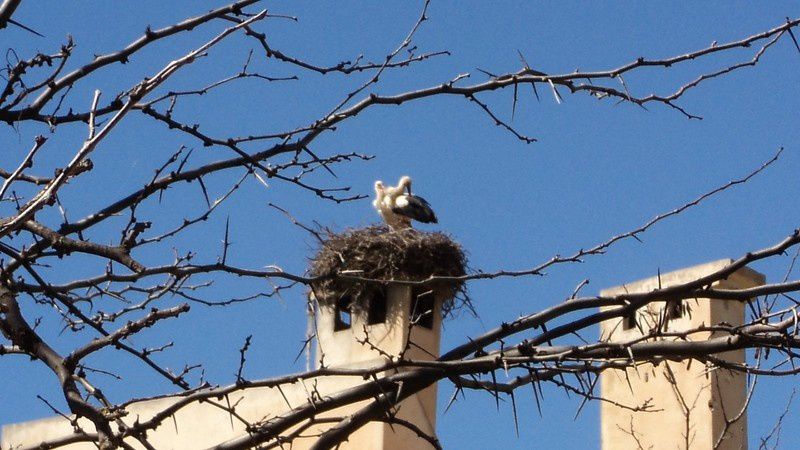 thinghir - berkane - ahfir - saïdia - agadir - taroudant - azrou