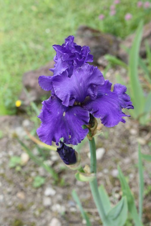 iris du Chemin