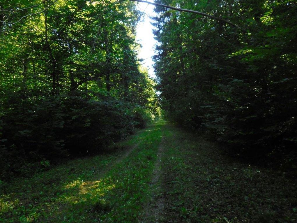 En chemin dans les sous-bois