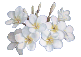 Festival des orchidées...