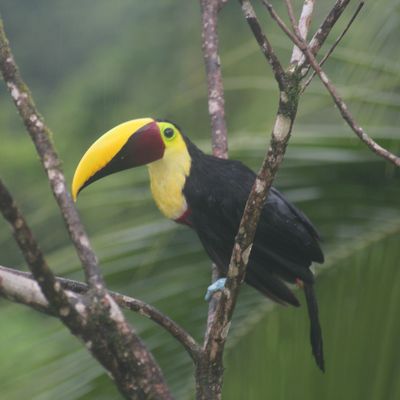 Costa Rica - été 2014