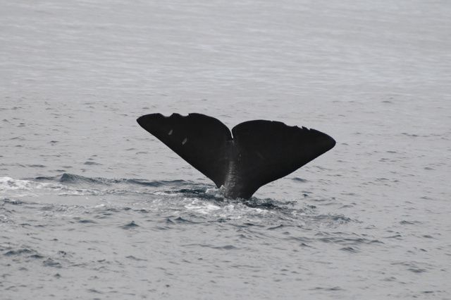 Les baleines, vues à la fin, sont très rares à cette époque de l'année, ce sont des baleines à bosse,Vive le temps gris je ne suis pas comme Etienne, féru en baleines!! cadeau de retour, ces beaux phoques qui se la coulent douce