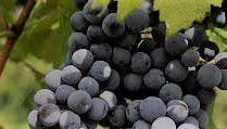 #Barolo Producers Brasil Vineyards 