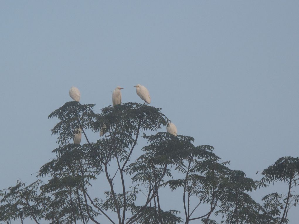 Album - Parc du Chitwan