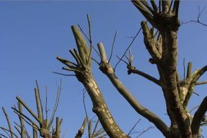 • La taille sévère rajeunit-elle les arbres? 