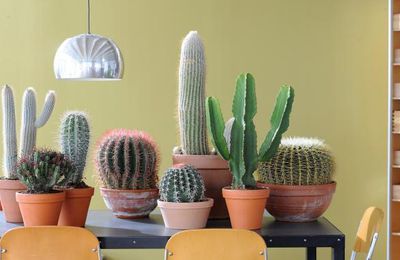 Entretien des cactus