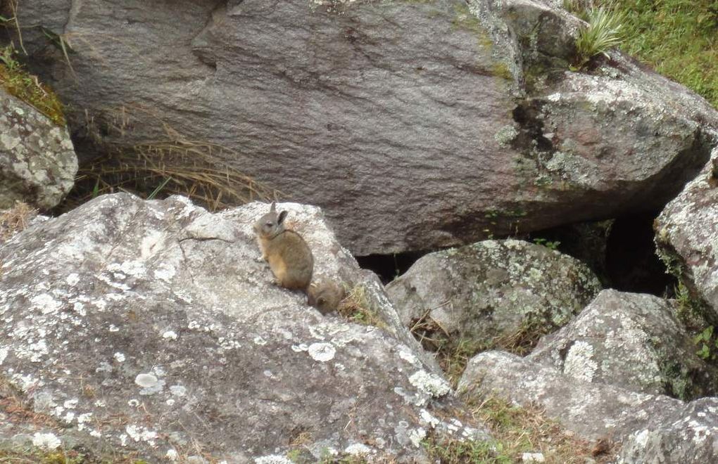 MACHU PICCHU - LA FAUNE