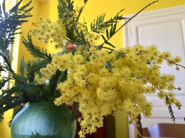 mimosa fleurs jaunes sur charlotteblabla