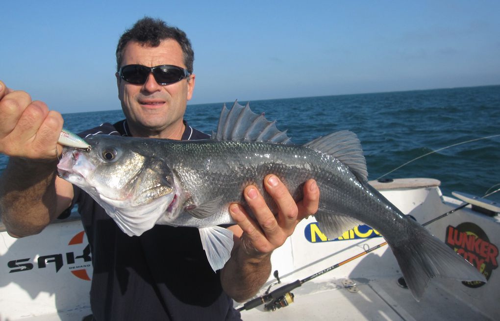 Les derniers poissons de l'année, bars et maigres de fin de saison 2011....