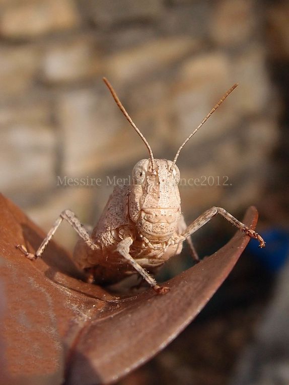 Album - Photos-insectes