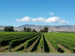 #Chardonnay Producers Nelson Region New Zealand
