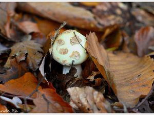 C'est la saison des champignons