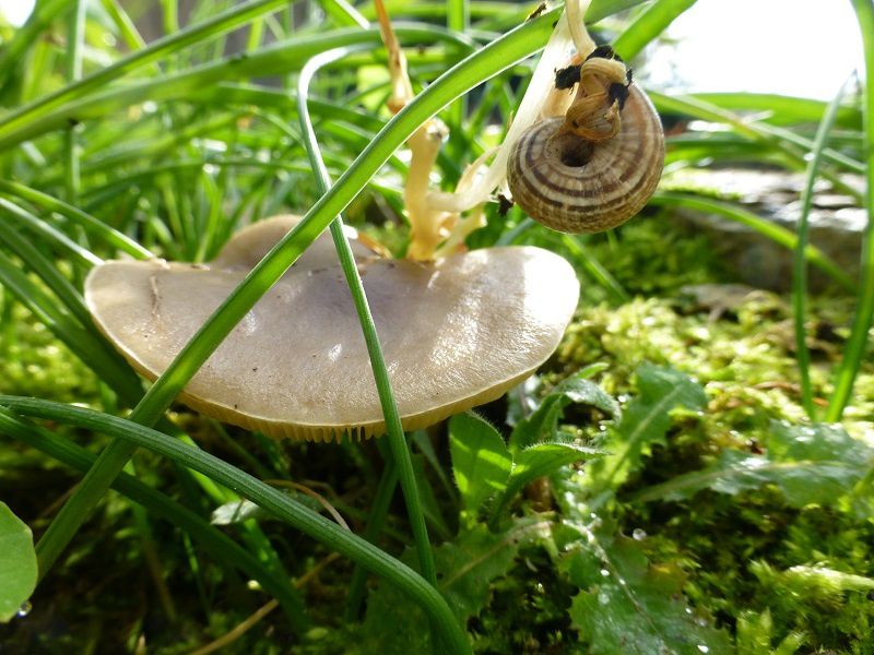 champignons entre ombre et lumière