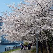 La météo des cerisiers 2015 est annoncée