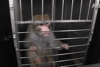 Des animaux sont acheminés par Air France vers des laboratoires d'expérimentation animale!