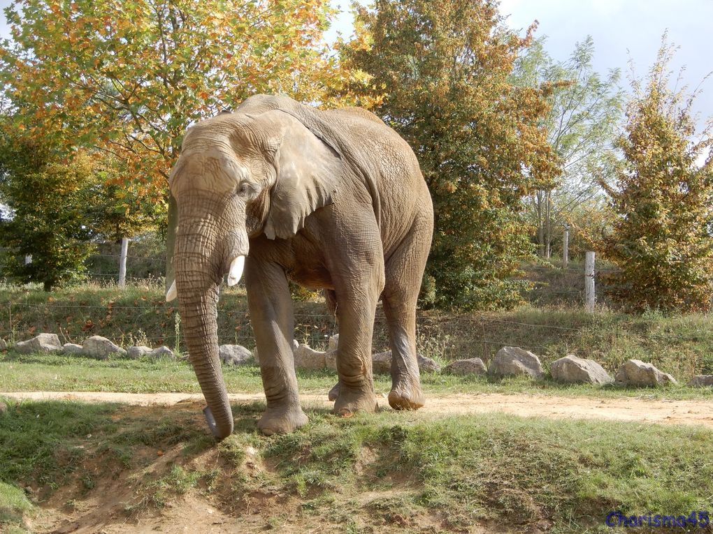 Zoo de Beauval en camping-car (Voyages en camping-car)