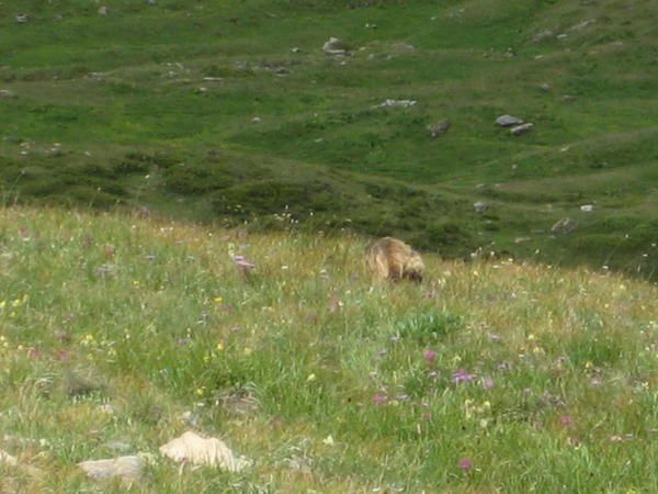 Deuxième journée du stage Raidlight entre les Chapieux et Courmayeur par le Col de la Seigne et l'Arête du Mont Favre .