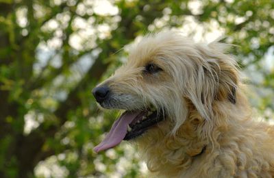 Labrie des Pyrénées, Berger des Pyrénées, Poucsy est un chien formidable, photos du Labrit.