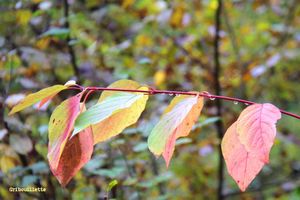 52 semaines en photo_Semaine 45_Feuilles