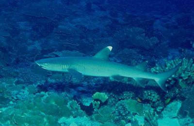 Le requin point te blanche