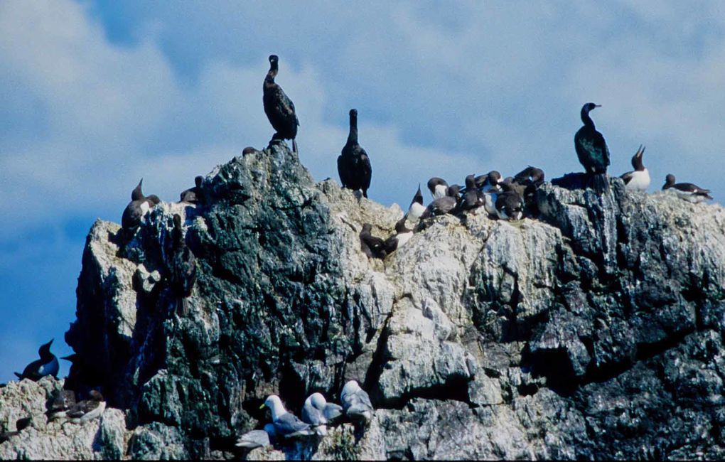 Album - oiseaux et mammifères-d-Alaska