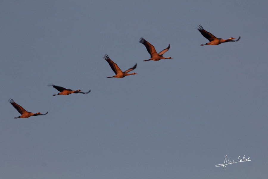 Grues cendrées