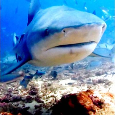 Animaux marins - requin 
