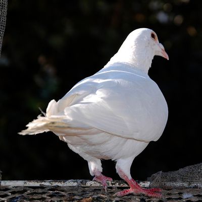 un boulant, une colombe pour Noël 