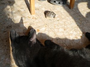 Le Chat et les tortues