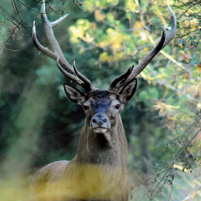 Choc de régulation ou Méthode Brossier-Pallu, l'avenir du grand gibier se prépare maintenant ?