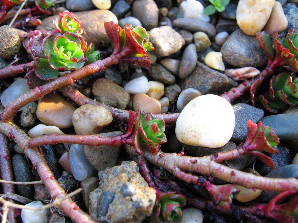 Cactées et succulentes présentes dans mon jardin ou ma maison.