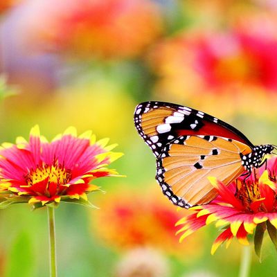Papillon - Fleurs - Nature - Wallpaper - Free