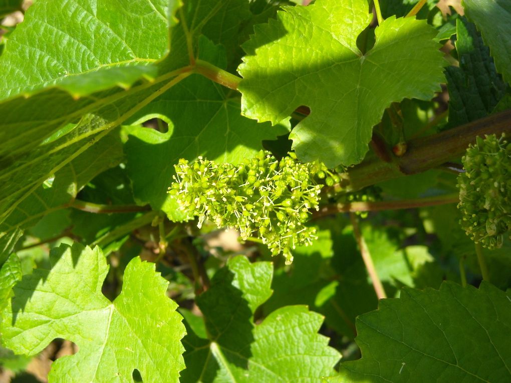 Visite du Musée de Savigny les Beaune