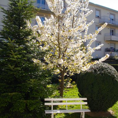 Cerisier en fleurs