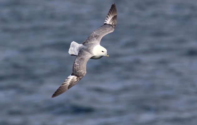 Oiseaux 1f - Les Procellariiformes : Albatros, Océanite, Damier du Cap, Fulmar, Puffin, Pétrel