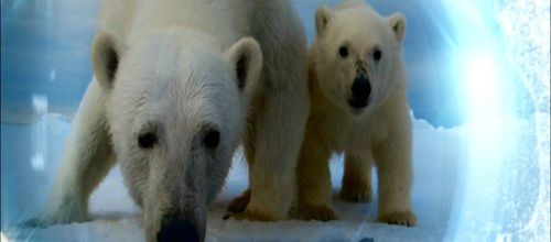Super documentaire sur le sort des ours polaires sur France 2