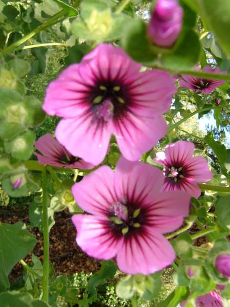 fleurs de mon jardin ou sauvages, insectes, animaux etc