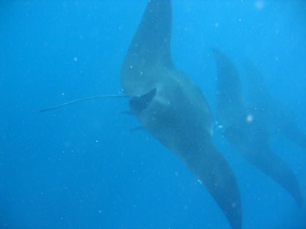 Album - Raies Manta à Ningaloo Reef