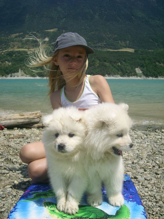 Album - summer 2009, babies samoyed