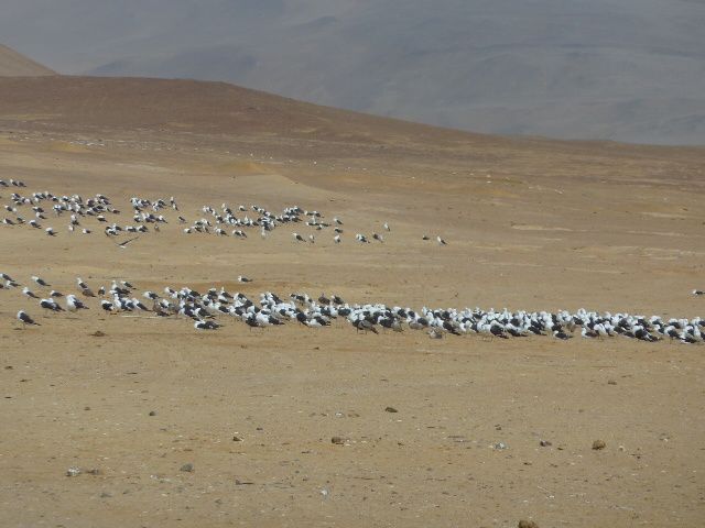 Album - 2011-Paracas--Perou-