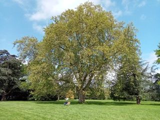 Et de Deux pour cette année : Schoppenwihr au printemps