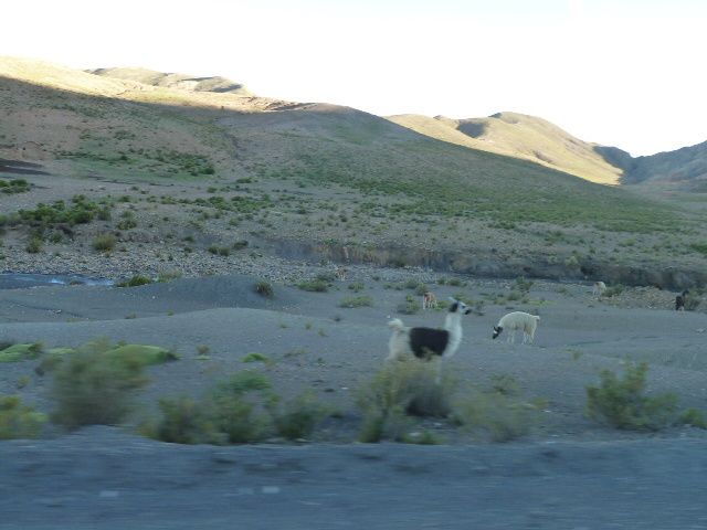 tupiza, le sud Lipez, salar d Uyuni, retour vers Tupiza, les fresques écolos de Tarija.