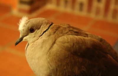 Chez les tourterelles, c'est charleston et bibi à plumes !