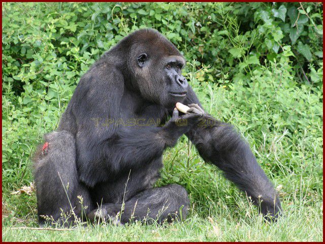 Album - VALLEE-DES-SINGES-2010