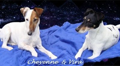 Nouvelle photo des toutous