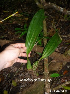 Orchidées, Forêts et autres curiosités du sud de Luzon et du nord de l'île de Mindoro aux Philippines.