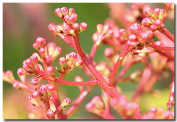 Album - fleurs-et-feuilles